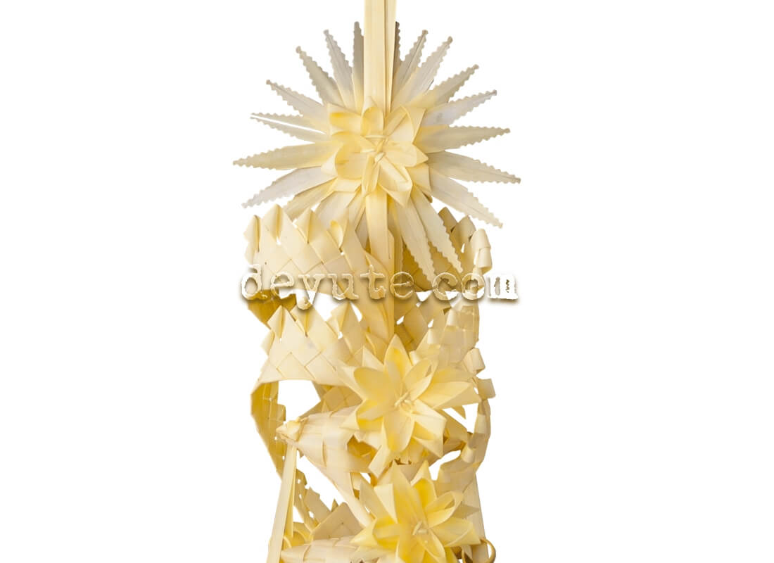 Palma blanca rizada IOTA - Imagen 2