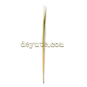 Palma lisa tradicional EMPIRE STATE