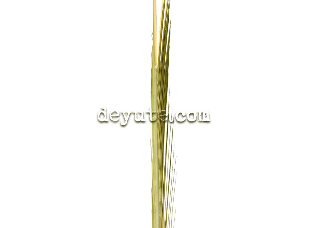 Palma lisa tradicional EMPIRE STATE - Imagen 2