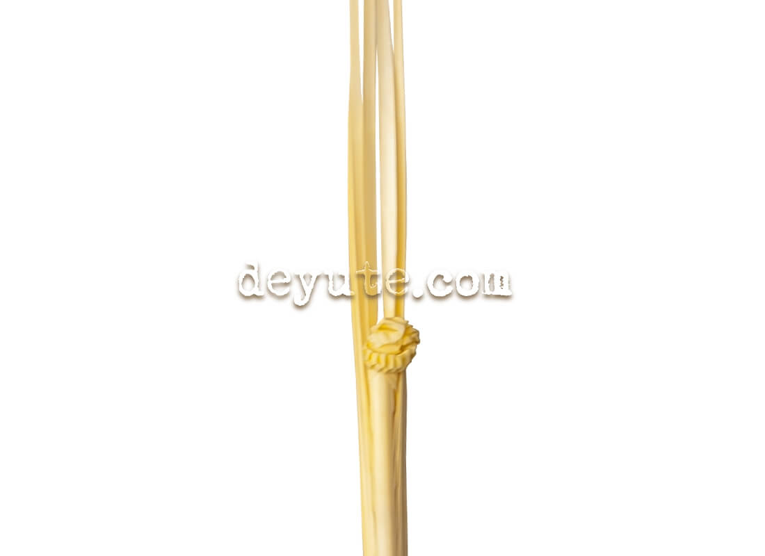 Palma tradicional CHRYSLER - Imagen 2