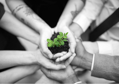 Manos con la planta del Yute