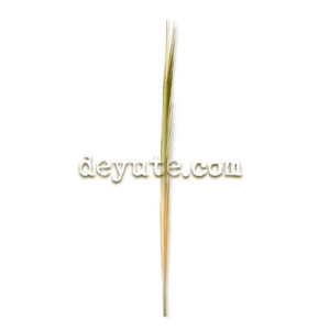 Palma blanca de yute